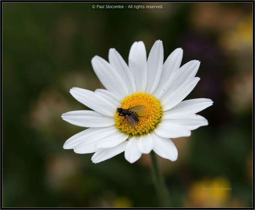 130720Bonatti02755