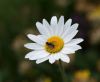 130720Bonatti02755