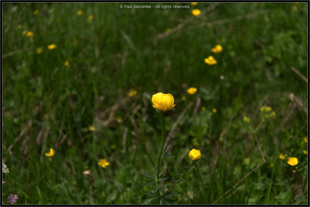 130724Buet03535