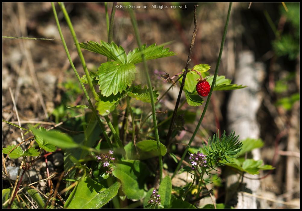 130722Champex03043