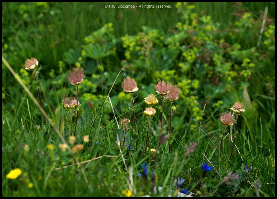130719Courmayeur02652