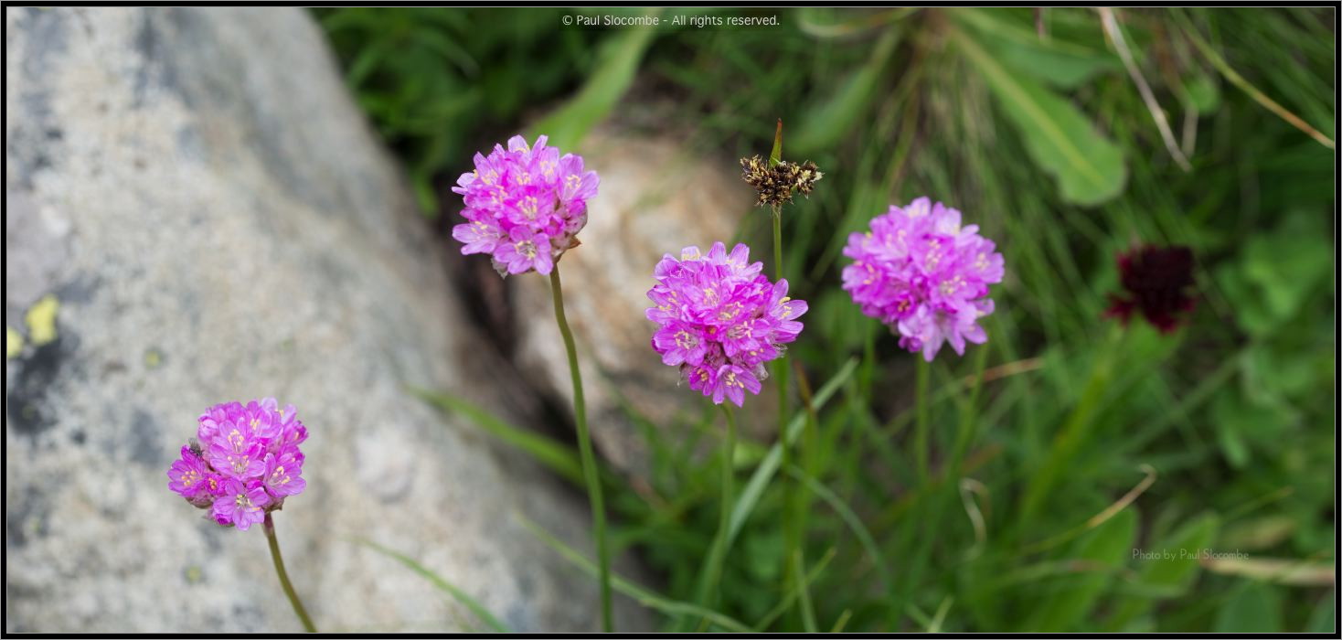 130719Courmayeur02666