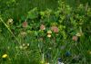 130719Courmayeur02652