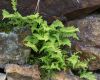 130719Courmayeur02685
