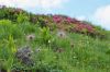 130719Courmayeur02688