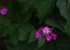 130719Courmayeur02697