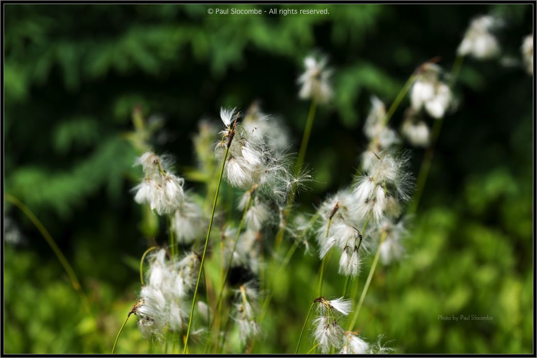 130722Jardin03177