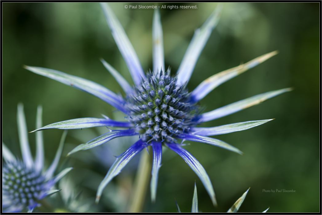 130722Jardin03183