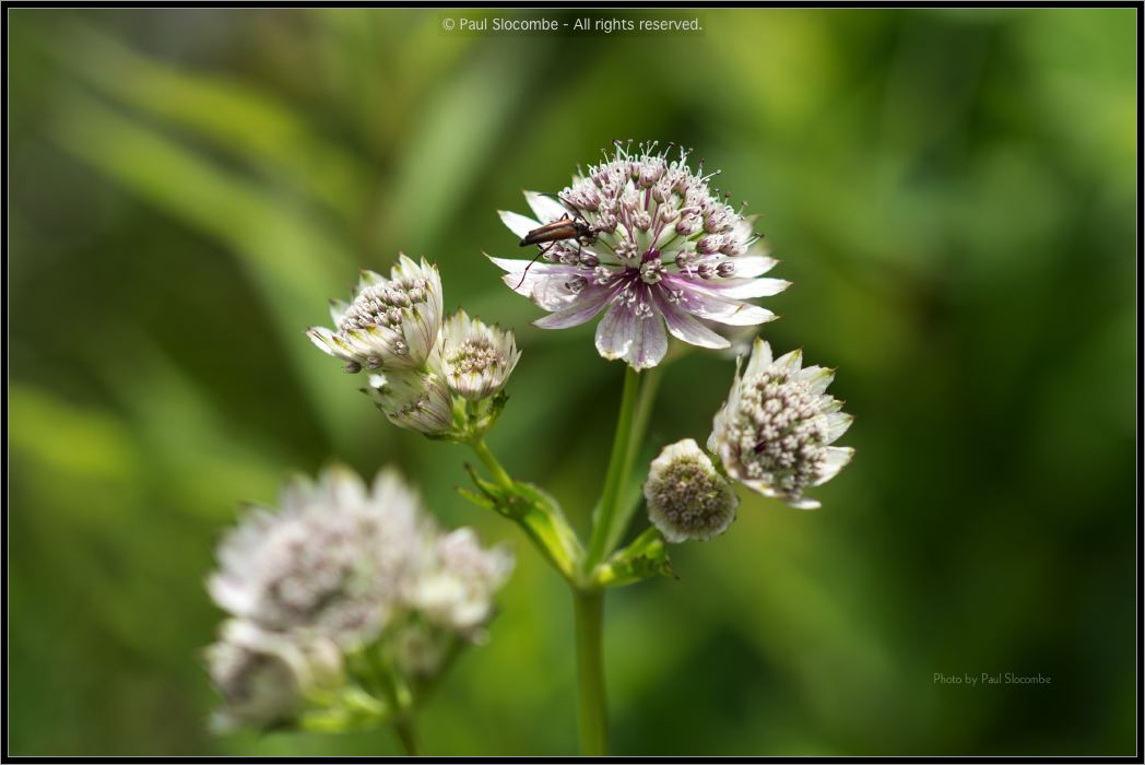 130722Jardin03186