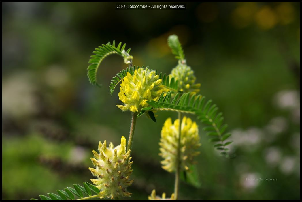130722Jardin03189