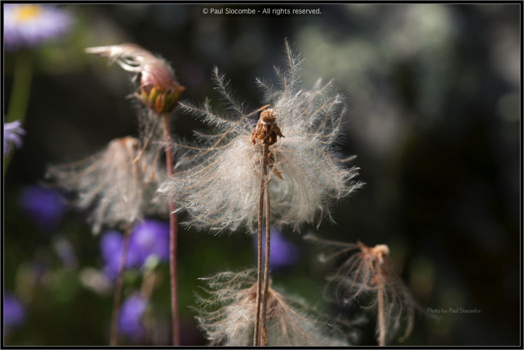 130722Jardin03219