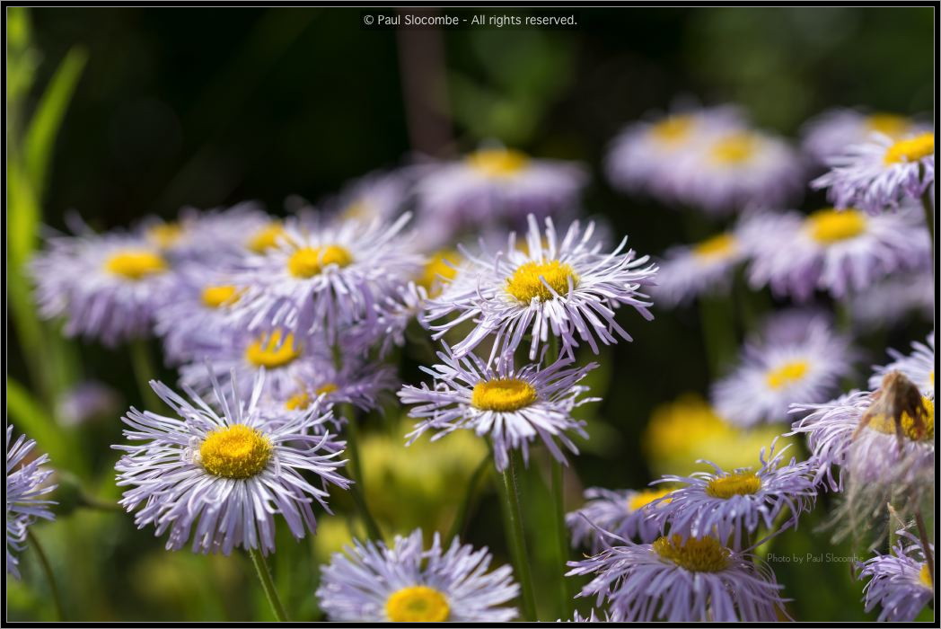 130722Jardin03220