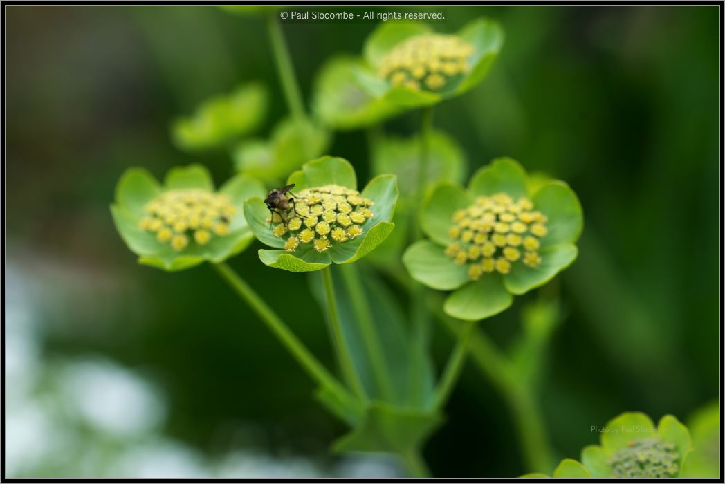 130722Jardin03225
