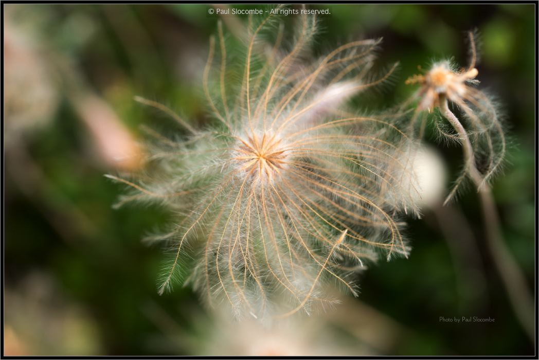 130722Jardin03240