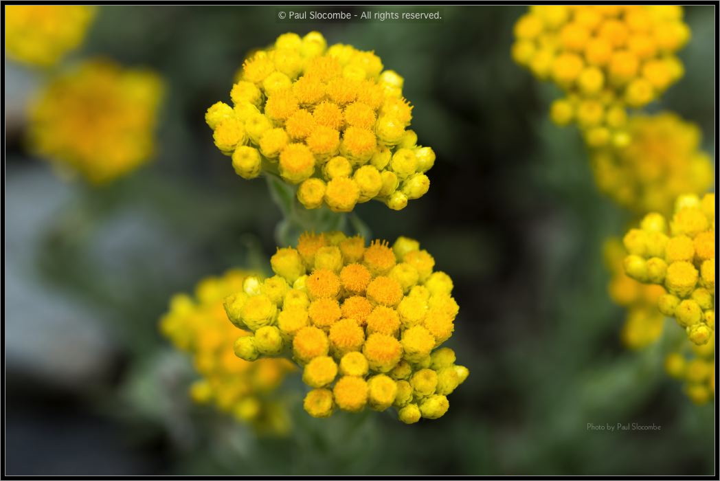 130722Jardin03258