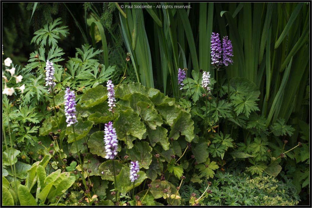 130722Jardin03261