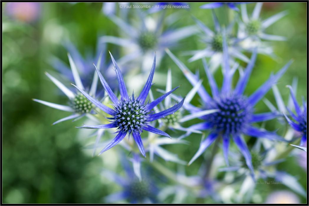 130722Jardin03244
