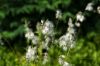 130722Jardin03177