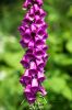 130722Jardin03184