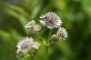 130722Jardin03186