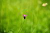 130722Jardin03191