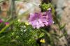 130722Jardin03194