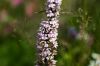 130722Jardin03196