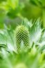 130722Jardin03250