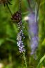 130722Jardin03206