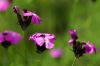 130722Jardin03181