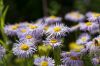130722Jardin03220