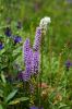 130722Jardin03246