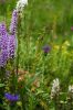 130722Jardin03248