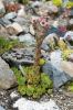 130722Jardin03256