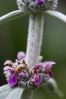 130722Jardin03262