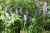 130722Jardin03264