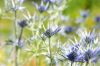 130722Jardin03232