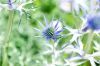 130722Jardin03243