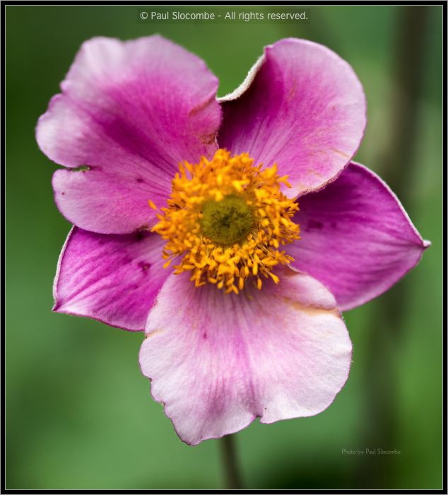 130728Kew03681