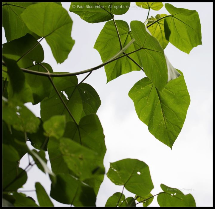 130728Kew03654