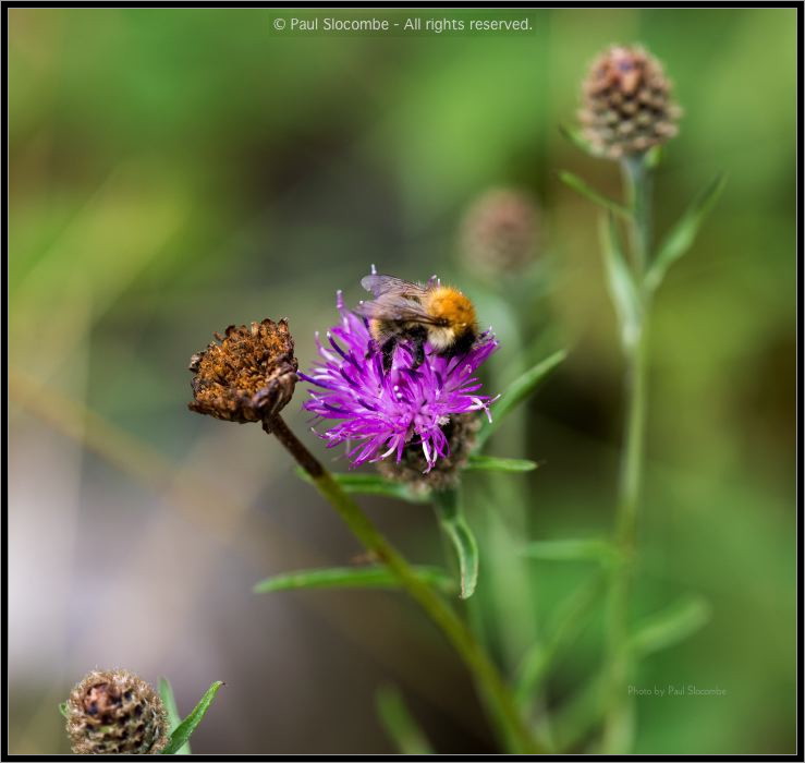 130728Kew03701