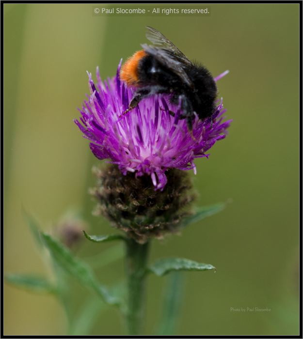 130728Kew03702
