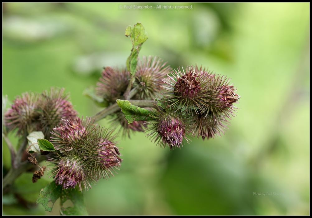 130728Kew03703