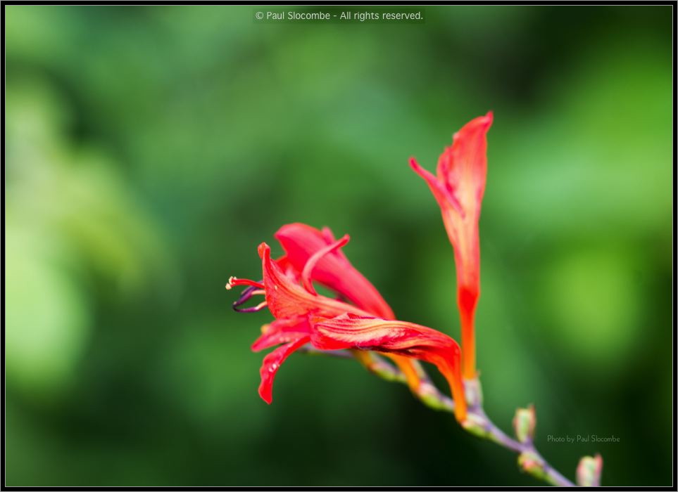 130728Kew03715