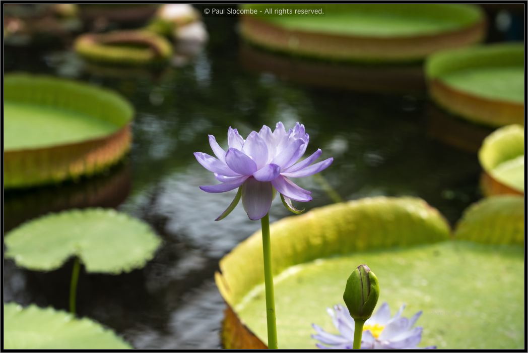 130728Kew03729