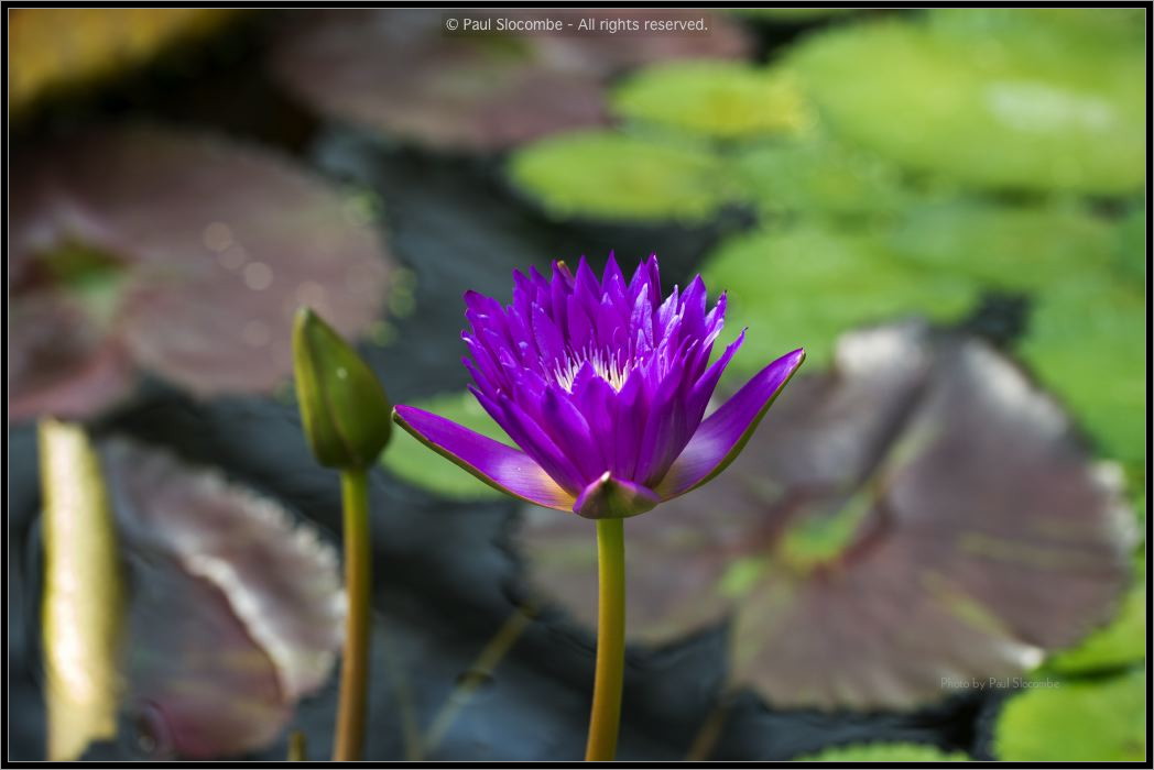 130728Kew03733
