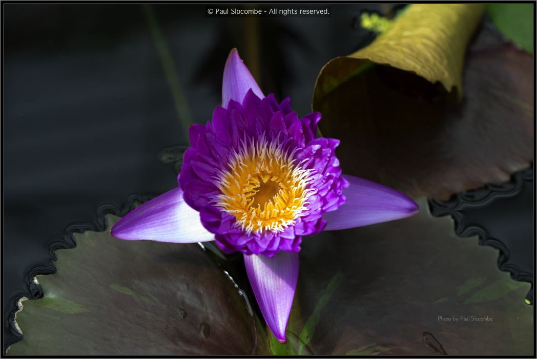 130728Kew03734