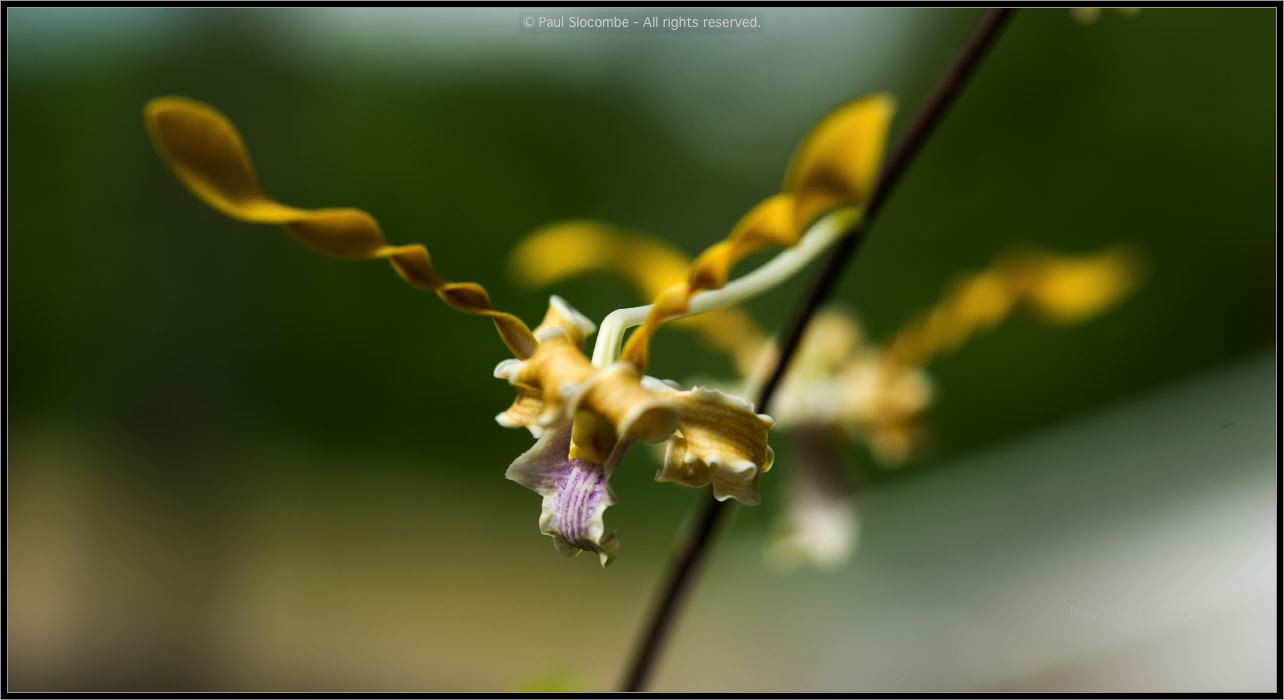 130728Kew03785