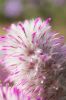 130728Kew03774