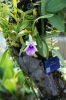 130728Kew03790